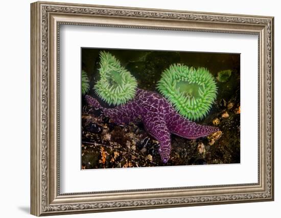 USA, Washington State, Rialto Beach. A anemones and Sea star on beach.-Jaynes Gallery-Framed Photographic Print