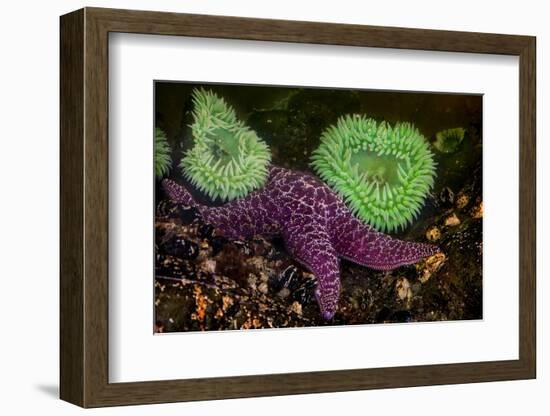 USA, Washington State, Rialto Beach. A anemones and Sea star on beach.-Jaynes Gallery-Framed Photographic Print