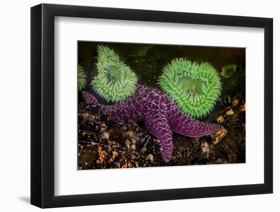 USA, Washington State, Rialto Beach. A anemones and Sea star on beach.-Jaynes Gallery-Framed Photographic Print