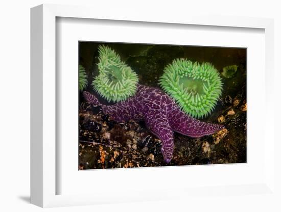 USA, Washington State, Rialto Beach. A anemones and Sea star on beach.-Jaynes Gallery-Framed Photographic Print