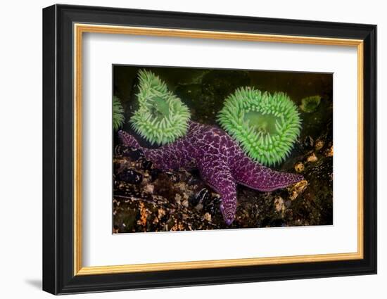 USA, Washington State, Rialto Beach. A anemones and Sea star on beach.-Jaynes Gallery-Framed Photographic Print