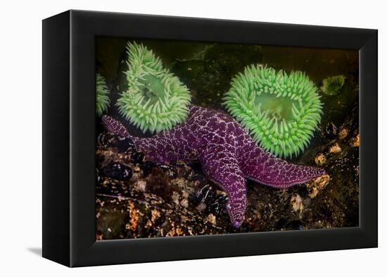 USA, Washington State, Rialto Beach. A anemones and Sea star on beach.-Jaynes Gallery-Framed Premier Image Canvas