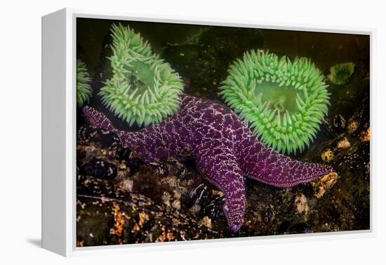 USA, Washington State, Rialto Beach. A anemones and Sea star on beach.-Jaynes Gallery-Framed Premier Image Canvas