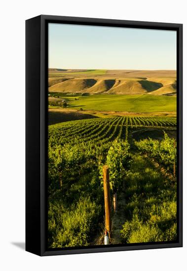 USA, Washington State, Richland. Goose Ridge vineyard at dawn.-Richard Duval-Framed Premier Image Canvas