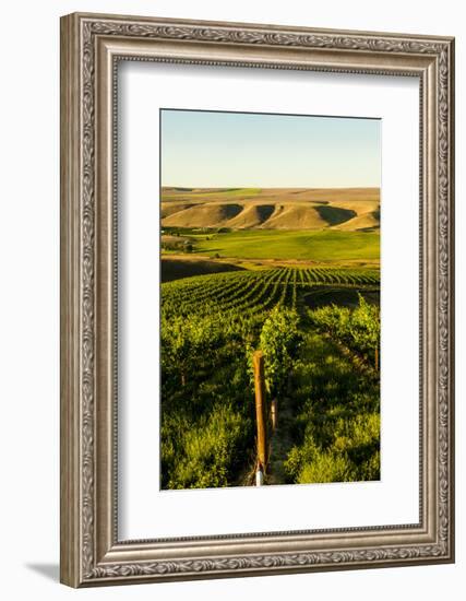 USA, Washington State, Richland. Goose Ridge vineyard at dawn.-Richard Duval-Framed Photographic Print