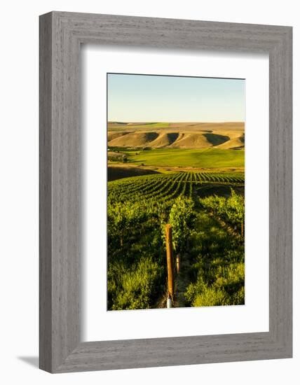 USA, Washington State, Richland. Goose Ridge vineyard at dawn.-Richard Duval-Framed Photographic Print