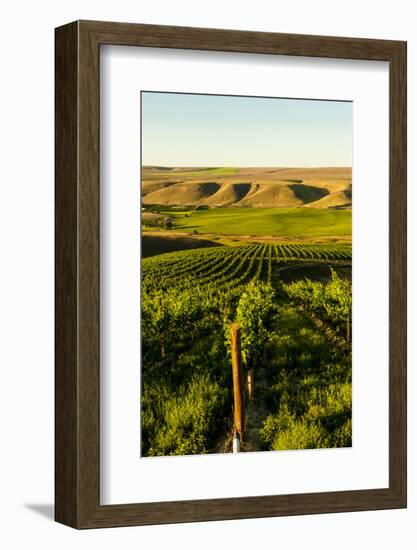 USA, Washington State, Richland. Goose Ridge vineyard at dawn.-Richard Duval-Framed Photographic Print