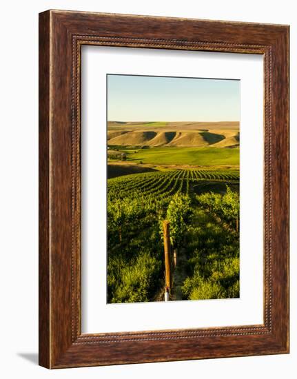 USA, Washington State, Richland. Goose Ridge vineyard at dawn.-Richard Duval-Framed Photographic Print