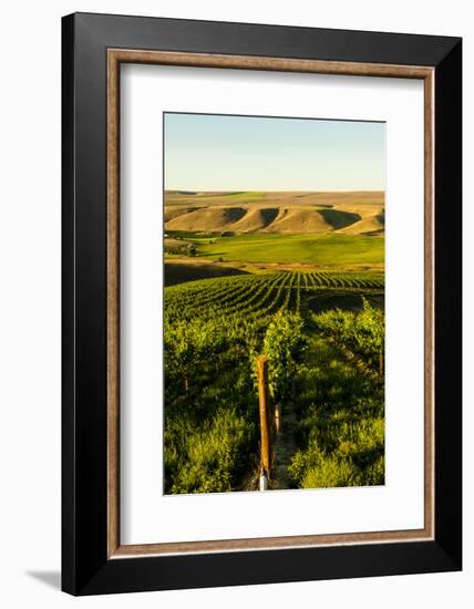 USA, Washington State, Richland. Goose Ridge vineyard at dawn.-Richard Duval-Framed Photographic Print