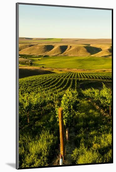 USA, Washington State, Richland. Goose Ridge vineyard at dawn.-Richard Duval-Mounted Photographic Print