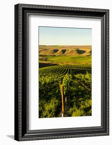 USA, Washington State, Richland. Goose Ridge vineyard at dawn.-Richard Duval-Framed Photographic Print