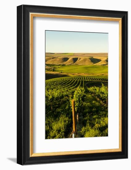 USA, Washington State, Richland. Goose Ridge vineyard at dawn.-Richard Duval-Framed Photographic Print