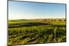 USA, Washington State, Richland. Goose Ridge vineyard at dawn.-Richard Duval-Mounted Photographic Print