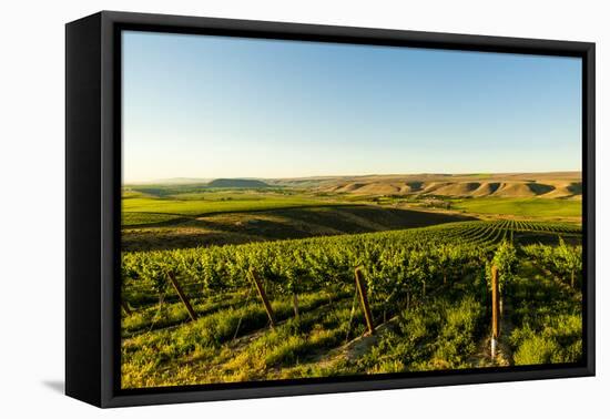 USA, Washington State, Richland. Goose Ridge vineyard at dawn.-Richard Duval-Framed Premier Image Canvas