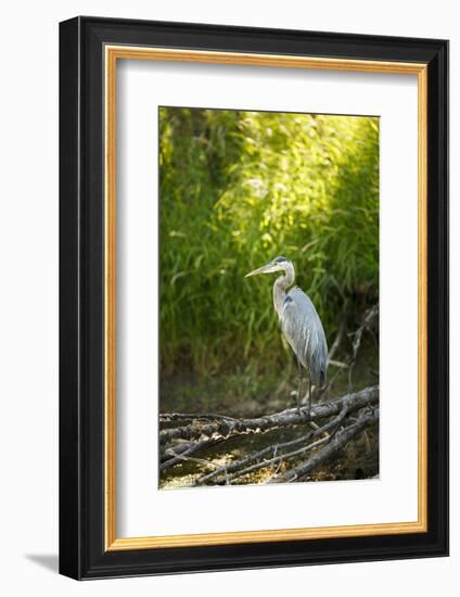 USA, Washington State, Ridgefield NWR, Great Blue Heron.-Rick A. Brown-Framed Photographic Print