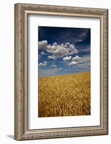 USA, Washington State. Rolling Hills of Ripe Wheat-Terry Eggers-Framed Photographic Print