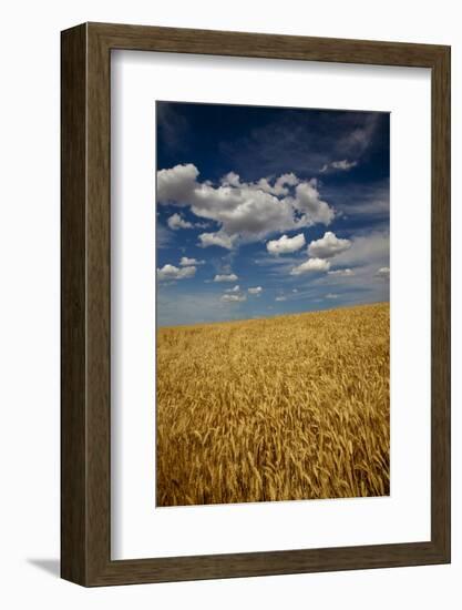 USA, Washington State. Rolling Hills of Ripe Wheat-Terry Eggers-Framed Photographic Print
