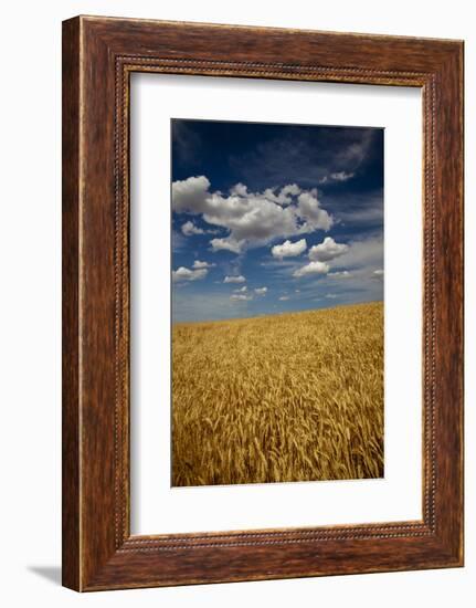 USA, Washington State. Rolling Hills of Ripe Wheat-Terry Eggers-Framed Photographic Print