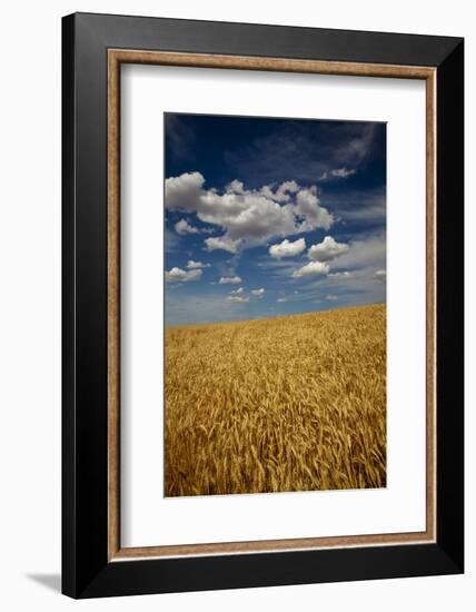 USA, Washington State. Rolling Hills of Ripe Wheat-Terry Eggers-Framed Photographic Print