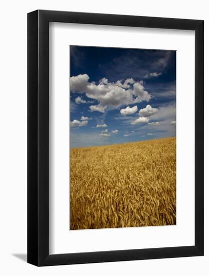 USA, Washington State. Rolling Hills of Ripe Wheat-Terry Eggers-Framed Photographic Print