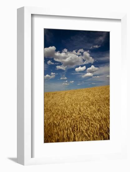 USA, Washington State. Rolling Hills of Ripe Wheat-Terry Eggers-Framed Photographic Print