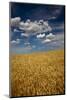 USA, Washington State. Rolling Hills of Ripe Wheat-Terry Eggers-Mounted Photographic Print