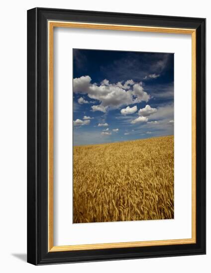 USA, Washington State. Rolling Hills of Ripe Wheat-Terry Eggers-Framed Photographic Print