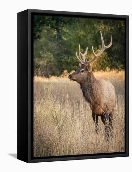 Usa, Washington State, Roslyn. Bull Roosevelt Elk in grass-Merrill Images-Framed Premier Image Canvas