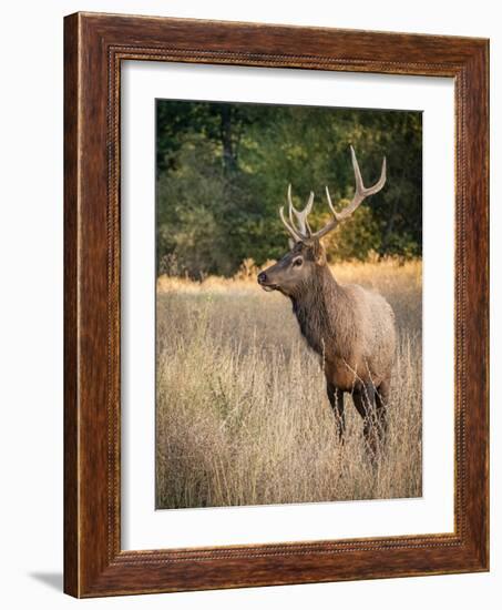 Usa, Washington State, Roslyn. Bull Roosevelt Elk in grass-Merrill Images-Framed Photographic Print