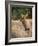 Usa, Washington State, Roslyn. Bull Roosevelt Elk in grass-Merrill Images-Framed Photographic Print
