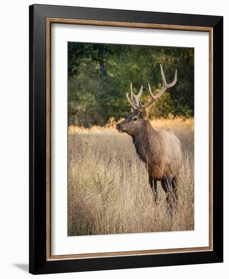 Usa, Washington State, Roslyn. Bull Roosevelt Elk in grass-Merrill Images-Framed Photographic Print