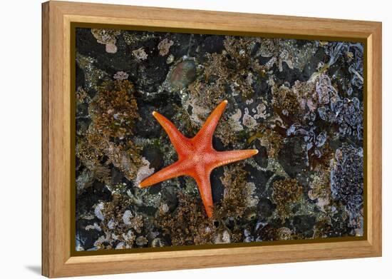 USA, Washington State, Salt Creek Recreation Area. Blood star on beach.-Jaynes Gallery-Framed Premier Image Canvas