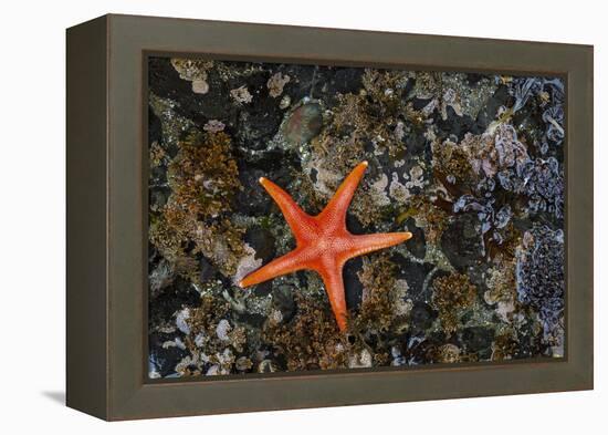 USA, Washington State, Salt Creek Recreation Area. Blood star on beach.-Jaynes Gallery-Framed Premier Image Canvas
