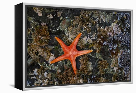 USA, Washington State, Salt Creek Recreation Area. Blood star on beach.-Jaynes Gallery-Framed Premier Image Canvas