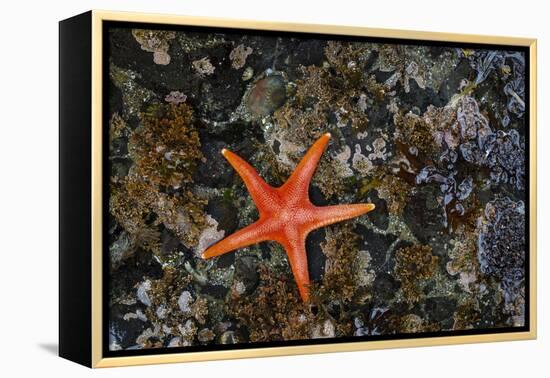 USA, Washington State, Salt Creek Recreation Area. Blood star on beach.-Jaynes Gallery-Framed Premier Image Canvas