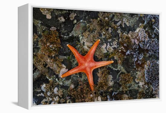 USA, Washington State, Salt Creek Recreation Area. Blood star on beach.-Jaynes Gallery-Framed Premier Image Canvas