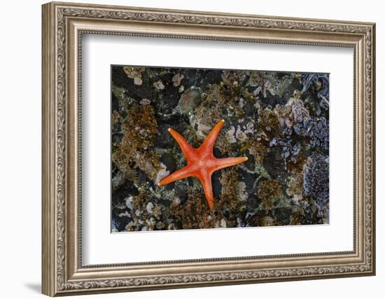 USA, Washington State, Salt Creek Recreation Area. Blood star on beach.-Jaynes Gallery-Framed Photographic Print