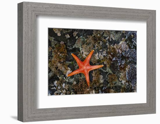 USA, Washington State, Salt Creek Recreation Area. Blood star on beach.-Jaynes Gallery-Framed Photographic Print