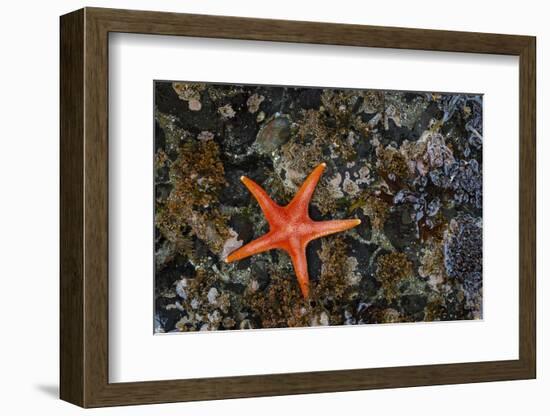 USA, Washington State, Salt Creek Recreation Area. Blood star on beach.-Jaynes Gallery-Framed Photographic Print