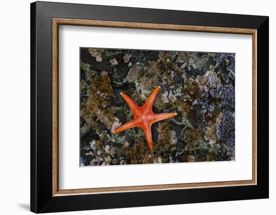 USA, Washington State, Salt Creek Recreation Area. Blood star on beach.-Jaynes Gallery-Framed Photographic Print