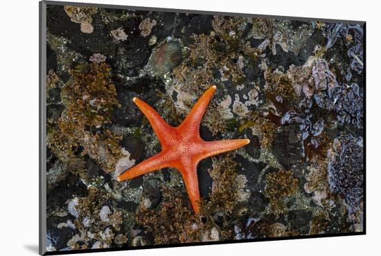 USA, Washington State, Salt Creek Recreation Area. Blood star on beach.-Jaynes Gallery-Mounted Photographic Print
