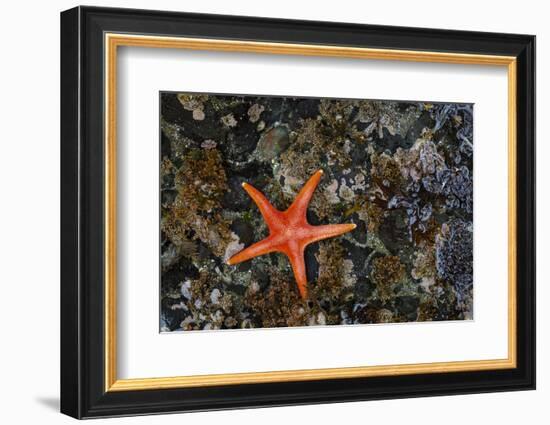 USA, Washington State, Salt Creek Recreation Area. Blood star on beach.-Jaynes Gallery-Framed Photographic Print