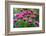 USA, Washington State, Sammamish and our garden with pink Bee Balm.-Sylvia Gulin-Framed Photographic Print