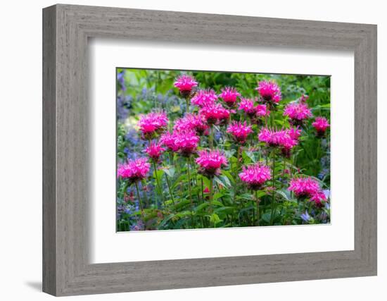 USA, Washington State, Sammamish and our garden with pink Bee Balm.-Sylvia Gulin-Framed Photographic Print