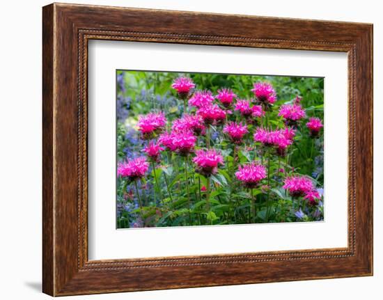 USA, Washington State, Sammamish and our garden with pink Bee Balm.-Sylvia Gulin-Framed Photographic Print