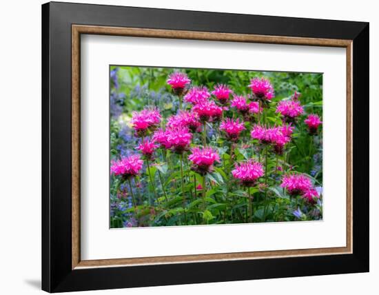 USA, Washington State, Sammamish and our garden with pink Bee Balm.-Sylvia Gulin-Framed Photographic Print