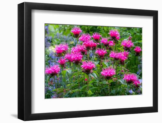 USA, Washington State, Sammamish and our garden with pink Bee Balm.-Sylvia Gulin-Framed Photographic Print