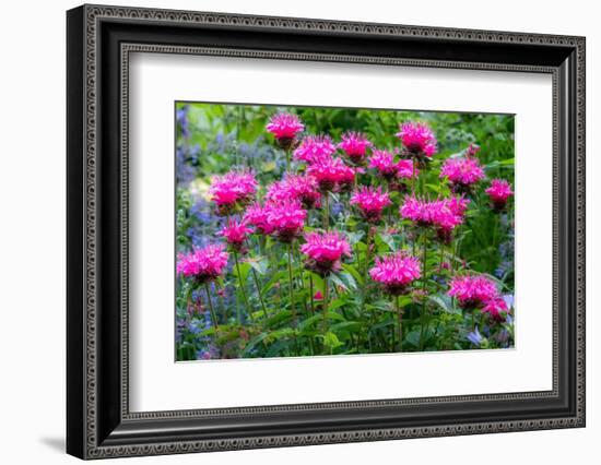 USA, Washington State, Sammamish and our garden with pink Bee Balm.-Sylvia Gulin-Framed Photographic Print