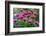 USA, Washington State, Sammamish and our garden with pink Bee Balm.-Sylvia Gulin-Framed Photographic Print