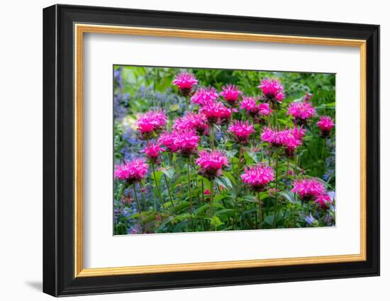 USA, Washington State, Sammamish and our garden with pink Bee Balm.-Sylvia Gulin-Framed Photographic Print